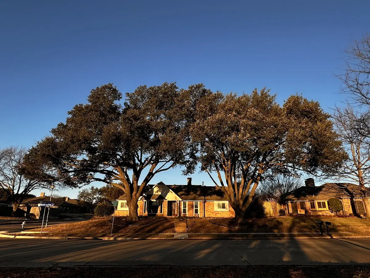 Established residential canopy tree shading a home in Chula Vista